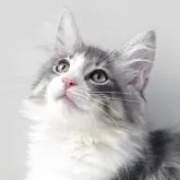 ノルウェージャンフォレストキャット