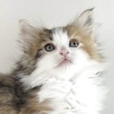 ノルウェージャンフォレストキャット