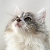 ノルウェージャンフォレストキャット