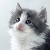 ノルウェージャンフォレストキャット