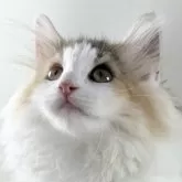 ノルウェージャンフォレストキャット