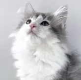 ノルウェージャンフォレストキャット