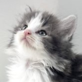 ノルウェージャンフォレストキャット