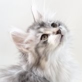 ノルウェージャンフォレストキャット