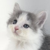 ノルウェージャンフォレストキャット