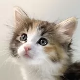 ノルウェージャンフォレストキャット