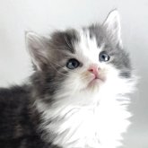 ノルウェージャンフォレストキャット