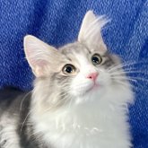 ノルウェージャンフォレストキャット