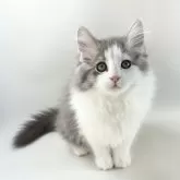 ノルウェージャンフォレストキャット【福岡県・女の子・2025年9月7日・ブルーマッカレルタビー&ホワイト】の写真6