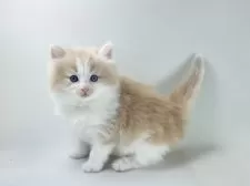 ノルウェージャンフォレストキャット【福岡県・男の子・2025年3月26日・クリームマッカレルタビー&ホワイト】の写真5