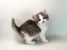 ノルウェージャンフォレストキャット【福岡県・女の子・2025年3月13日・ブルーマッカレルタビー&ホワイト】の写真12