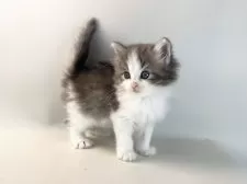 ノルウェージャンフォレストキャット【福岡県・女の子・2025年3月13日・ブルーマッカレルタビー&ホワイト】の写真11