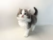 ノルウェージャンフォレストキャット【福岡県・女の子・2025年3月13日・ブルーマッカレルタビー&ホワイト】の写真9