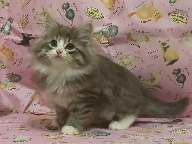 ID：1905-00907の子猫