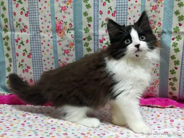 ID：1705-00676の子猫