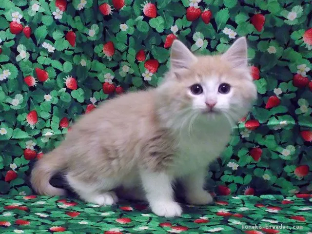 ID：1702-00428の子猫