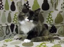 ノルウェージャンフォレストキャット【東京都・女の子・2016年8月22日・ブラックトーティ&ホワイト】の写真1