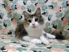 ノルウェージャンフォレストキャット【東京都・女の子・2015年4月22日・ブラウンクラシックトービー&ホワイト】の写真3