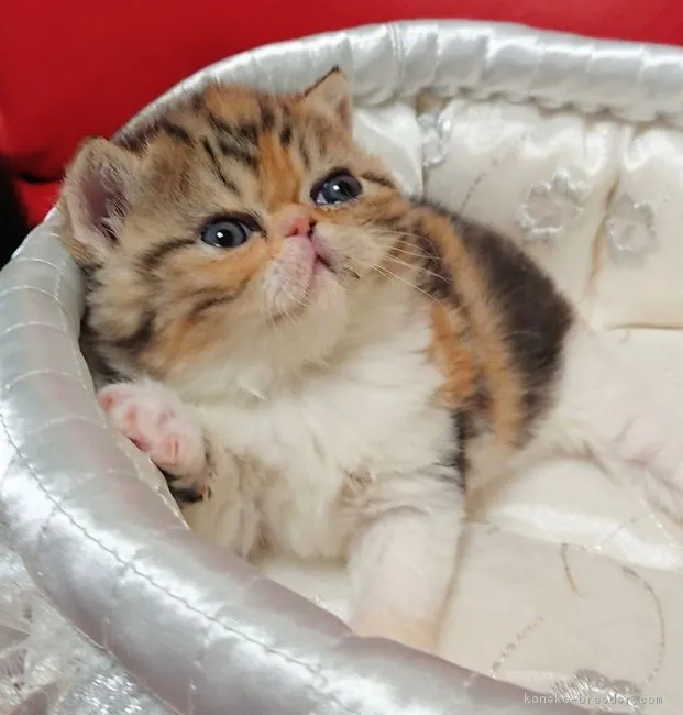 ID：1902-00379の子猫