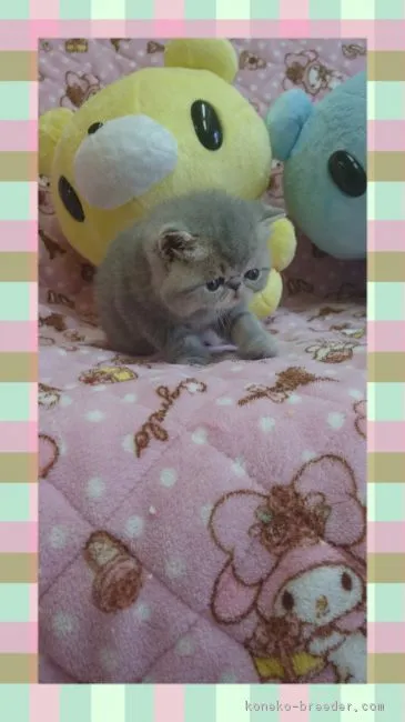 エキゾチックショートヘア【北海道・男の子・2017年10月10日・ブルータビー】の写真1