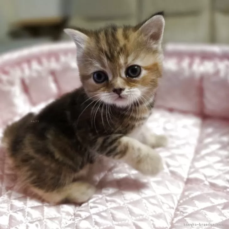 K.S 様のお迎えした子猫