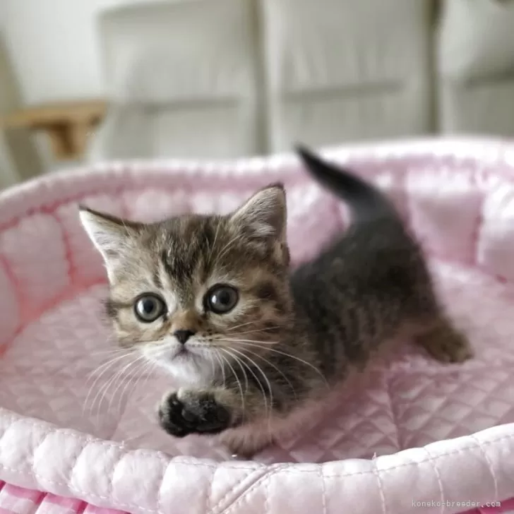 M.O 様のお迎えした子猫