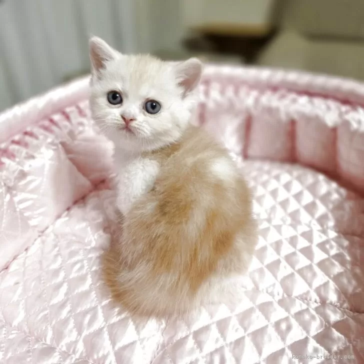 ID：2508-02807の子猫
