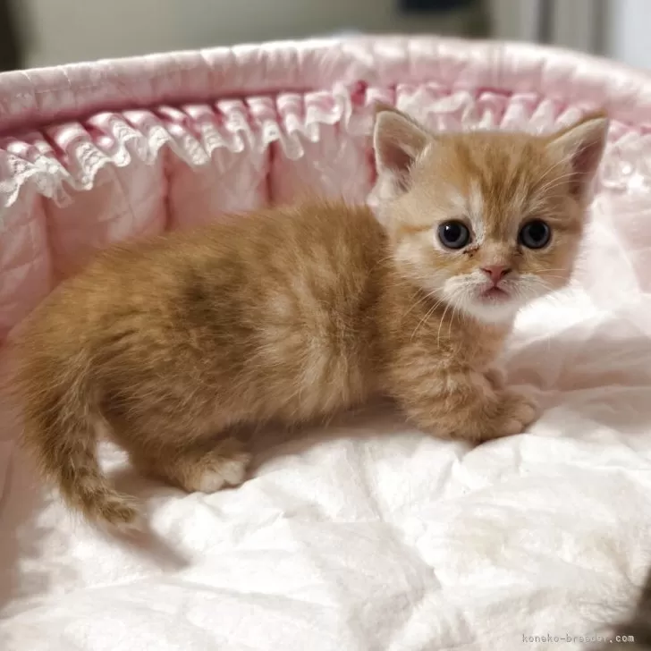 ヒロミん 様のお迎えした子猫