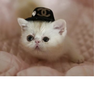 ミヌエット(短足)【北海道・女の子・2025年9月28日・クリームタビー&ホワイト】の写真「人懐っこい甘えん坊さんで人間が大好き❤」