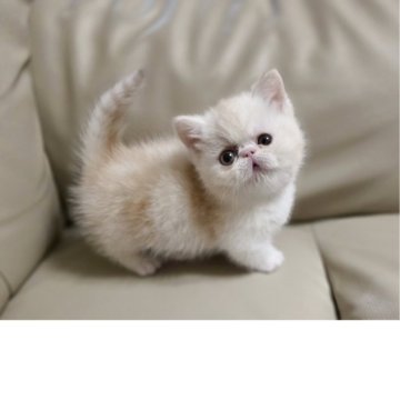 ミヌエット(短足)【北海道・女の子・2025年9月28日・クリームタビー&ホワイト】の写真「人懐っこい甘えん坊さんで人間が大好き❤オットアイ短」