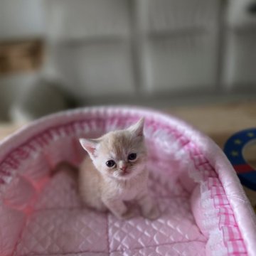 ミヌエット(長足)【北海道・男の子・2025年8月7日・カメオタビー】の写真「可愛い男の子」