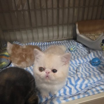 ミヌエット(短足)【北海道・女の子・2025年9月28日・クリームタビー&ホワイト】の写真「人懐っこい甘えん坊さんで人間が大好き❤」