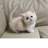 ミヌエット(短足)