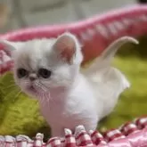 ミヌエット(長足)