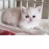 ミヌエット(短足)