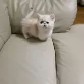 ミヌエット(短足)【北海道・女の子・2025年9月28日・クリームタビー&ホワイト】の写真2