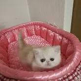 ミヌエット(短足)【北海道・女の子・2025年9月28日・クリームタビー&ホワイト】の写真5