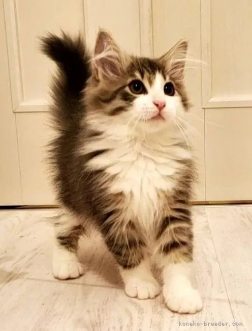 ID:2208-03042の子猫
