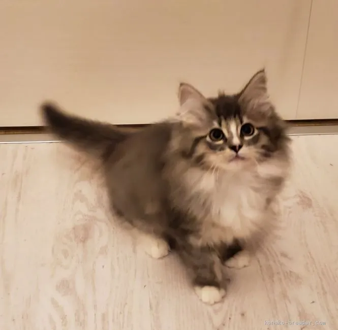 ID:1910-01532の子猫