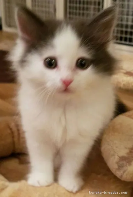 ID：1612-00517の子猫