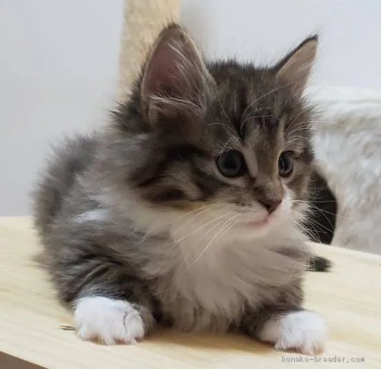 ID:2004-01314の子猫