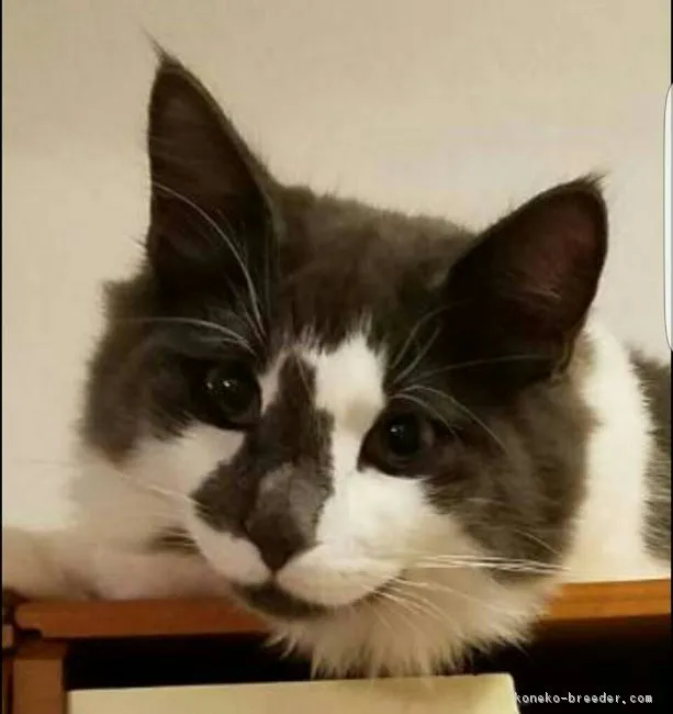 ID:1612-00508の子猫