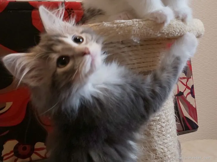 ID：1904-01574の子猫
