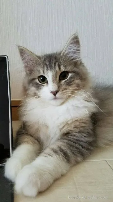 ID:1612-00504の子猫