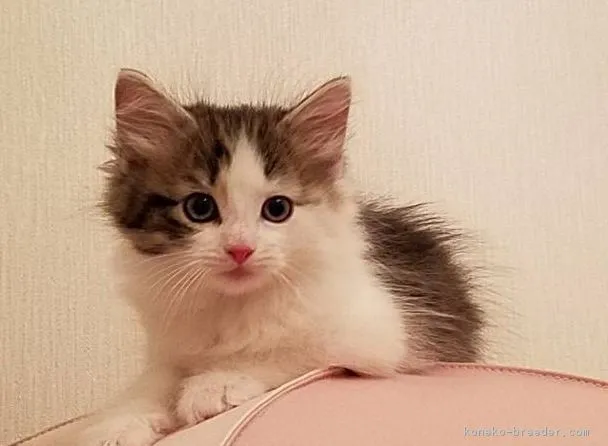ID:1805-01711の子猫