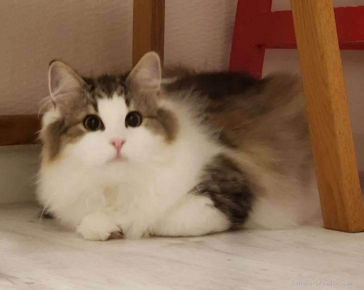 ID:2012-01082の子猫