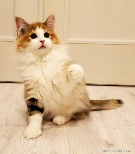 K.I 様のお迎えした子猫