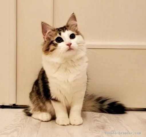 ID:2112-01709の子猫