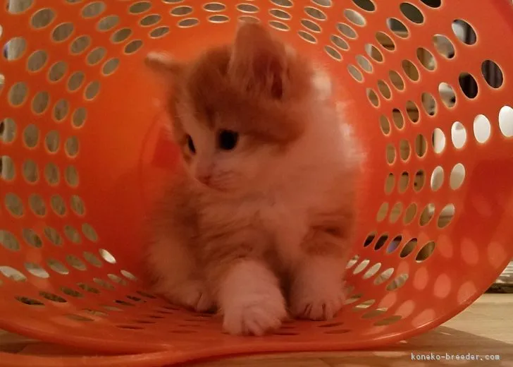 ID:1701-00761の子猫