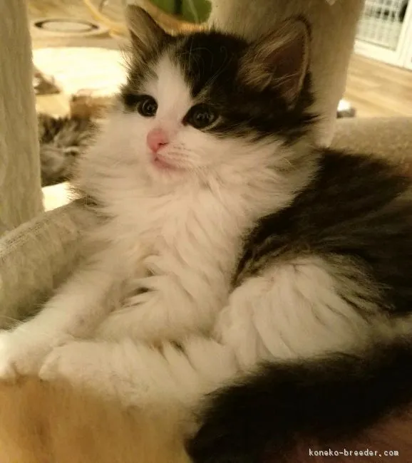 ID:1701-00762の子猫